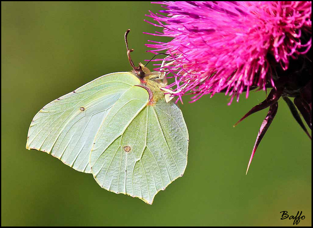 Gonepteryx rhamni?